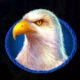 Bison Spirit Eagle Symbol